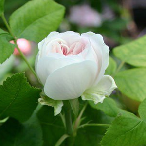 Pоза Бяла Жак Картие - бял - Стари рози-Перпетуално хибридни рози